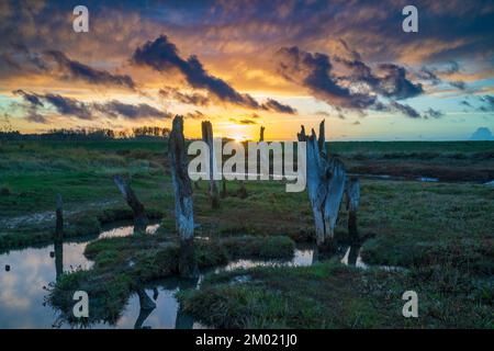 I resti di vecchi pali di legno in palude, al tramonto, paludi salate di Thornham, North Norfolk Coast, Inghilterra, REGNO UNITO Foto Stock