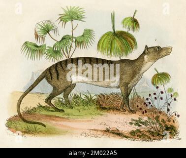 Tilacina Thylacinus cynocephalus, Guerin (, ), Beutelwolf Foto Stock