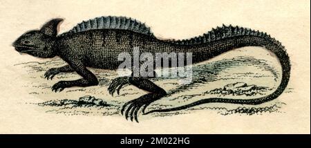 Basilisk Basiliscus basiliscus comune, (libro di storia naturale, 1861), Helmbasilisk Foto Stock