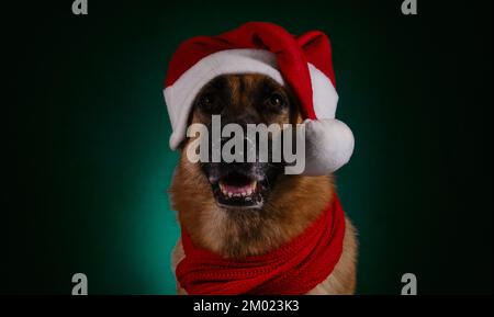 Concetto di animale domestico che celebra il Natale come gente. Bellissimo Pastore tedesco con cappello di Santa rosso e ritratto a sciarpa lavorata a maglia. Foto studio al buio Foto Stock
