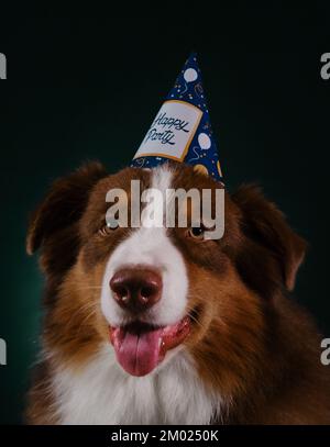 Gentleman dog indossa un cappellino di carta da compleanno sulla testa con iscrizione Happy party. Brown Australian Shepherd festeggia il compleanno all'interno. Studio ritratto aus Foto Stock