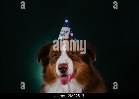Gentleman dog indossa un cappellino di carta da compleanno sulla testa con iscrizione Happy party. Brown Australian Shepherd festeggia il compleanno all'interno. Studio ritratto aus Foto Stock