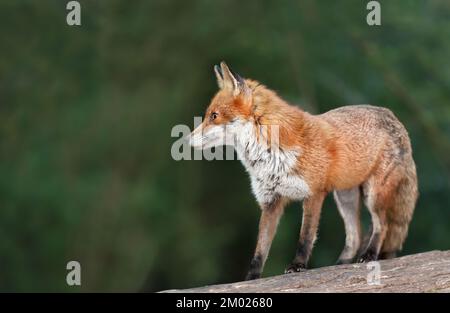 Primo piano di una volpe rossa (Vulpes vulpes) in piedi su un tronco, Regno Unito. Foto Stock