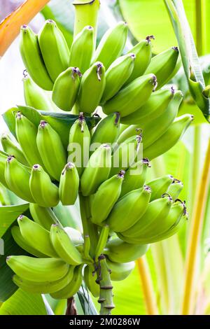 Mazzo di banane non mature appese da un ramo di un albero su una piantagione Foto Stock