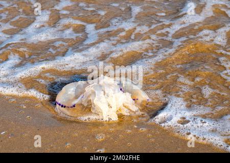 Rhizostoma Pulmo lavato a terra a Silvi Marina, Italia Foto Stock