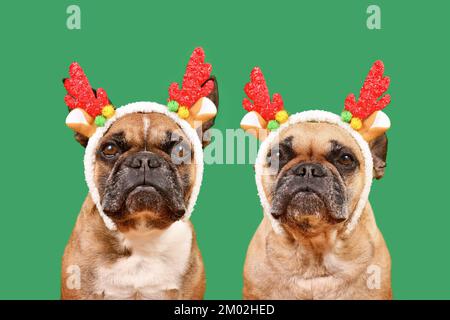 Due cani Bulldog francesi che indossano corna di renne natalizie di fronte allo sfondo verde Foto Stock