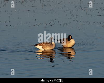 Canadensis branta d'oca canadese che dorme in una piscina, da Avalon Hide, Ham Wall RSPB Reserve, Meare, Avalon Marshes, Somerset Levels e Mori, Inghilterra, Foto Stock