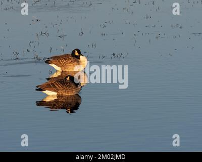 Canadensis branta d'oca canadese che dorme in una piscina, da Avalon Hide, Ham Wall RSPB Reserve, Meare, Avalon Marshes, Somerset Levels e Mori, Inghilterra, Foto Stock