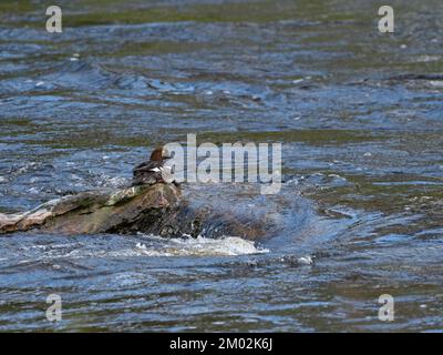 Comune goldeneye Bucephala clangula femmina che riposa su una roccia nel fiume Spey, vicino Grantown-on-Spey, Highland Regione, Scozia, Regno Unito, Maggio 2021 Foto Stock