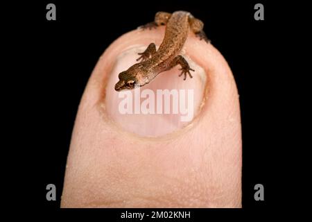Geco nana amazzonica (Chatogekko amazonicus) Foto Stock