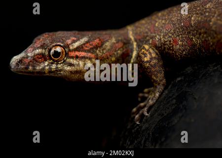 Geco sole bridled (Gonatodes homeralis) Foto Stock