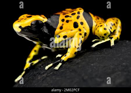 Rana avvelenata con bande gialle (Dendrobates leucomelas) Foto Stock