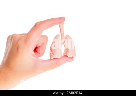Copia anatomica giocattolo dei polmoni umani e del sistema respiratorio in mano isolato su sfondo bianco. Insegnare organi ed anatomia con i modelli. Foto Stock