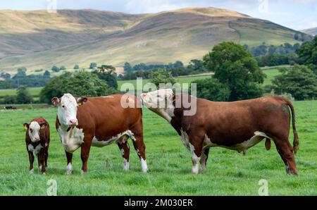 Pedigree hereford bull con una mucca e vitello in un pascolo montano sul bordo del Howgill Fells in Cumbria, Regno Unito. Foto Stock