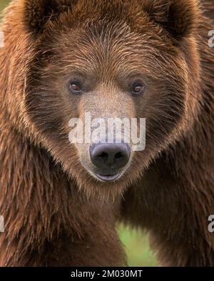 Primo piano ritratto di giovane orso grizzly maschio Foto Stock