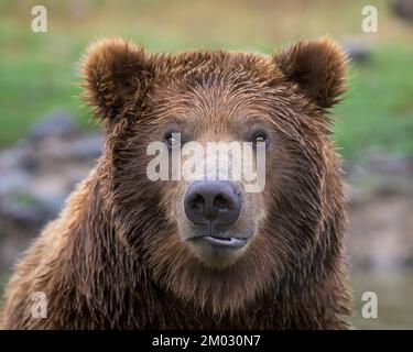 Primo piano ritratto di giovane orso grizzly maschio Foto Stock