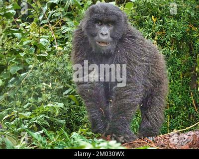 Parco Nazionale dei vulcani, Monti Virunga, Rwanda, 1st 2022 settembre il gorilla maschile fissa la fotografa femminile mentre la pioggia tipica comincia a cadere. Foto Stock