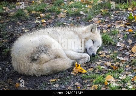 Un lupo bianco che dorme a terra, ritratto Foto Stock