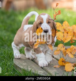 Basset Hound cucciolo Foto Stock