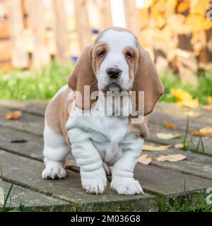 Basset Hound cucciolo Foto Stock