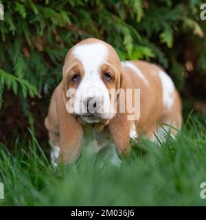 Basset Hound cucciolo Foto Stock