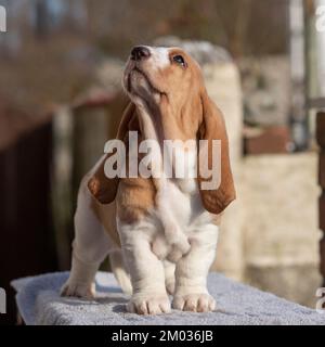 Basset Hound cucciolo Foto Stock