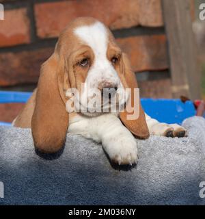 Basset Hound cucciolo Foto Stock