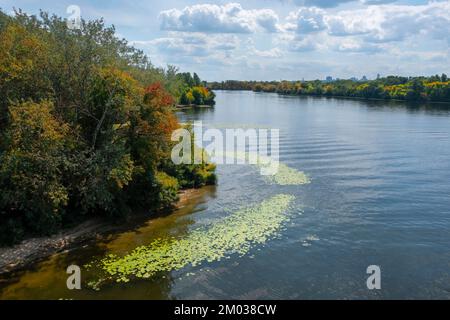 Alghe verdi fiorenti sul fiume. Inquinamento idrico di fiumi e laghi da alline nocive Foto Stock