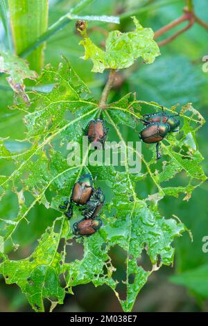 Scarabeo giapponese (Popillia japonica) mangiare foglia di uva selvatica, e USA, di Dominique Braud/Dembinsky Photo Assoc Foto Stock