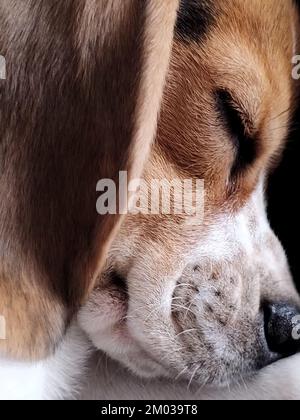 Beagle Sleeping, primo piano di Puppy Face, cane riposante, cane che dorme di lato, segni Beagle, Beagle con gli occhi chiusi, cane stanco Foto Stock