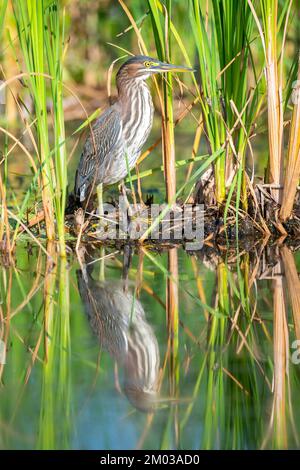 Airone verde giovanile (Butorides virescens)., e Nord America, di Dominique Braud/Dembinsky Photo Assoc Foto Stock