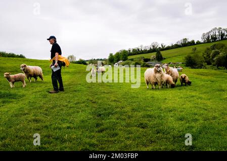Camminando lungo il sentiero nazionale Cotswolds Way, sentieri pubblici a lunga distanza nel sud-ovest dell'Inghilterra. Foto Stock