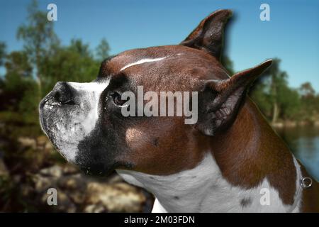 Un primo piano del Boxer molto bello Foto Stock