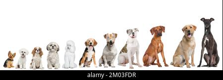 Una composizione di graziosi cani ordinati per taglia Foto Stock
