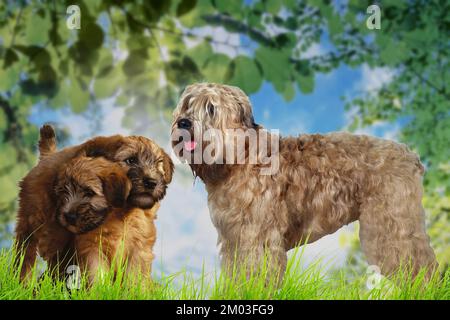 Irish Soft Coated Wheaten Terrier è una razza di cane appartenente alla famiglia Terrier. Originario dell'Irlanda Foto Stock