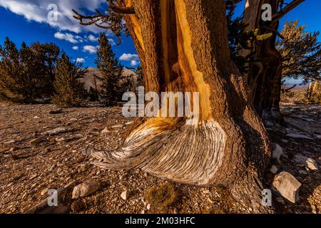 Pino setlecone, Pinus longaeva, tronco in antica Foresta di Pino di Bristlecone, Inyo National Forest, California, Stati Uniti Foto Stock