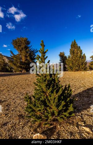 Giovane Pino di Bristlecone, Pinus longaeva, protetto nell'antica Foresta di Pino di Bristlecone, Inyo National Forest, California, USA Foto Stock