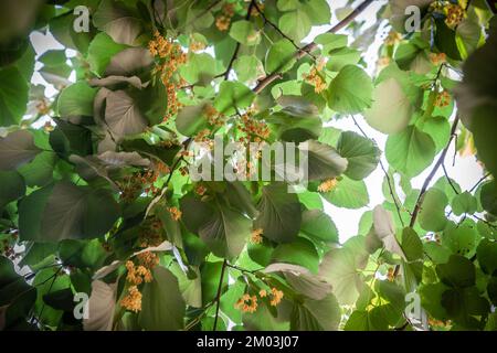 Immagine di un tiglio, o tillia, con un focus su rami e foglie. Tilia è un genere di circa 30 specie di alberi o cespugli, nativo in tutto il mos Foto Stock