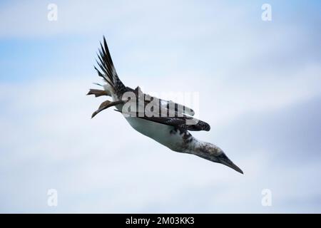 Gannet Australasiano che si tuffa su una preda. Morus serrator immaturo Burnett Heads Australia Foto Stock