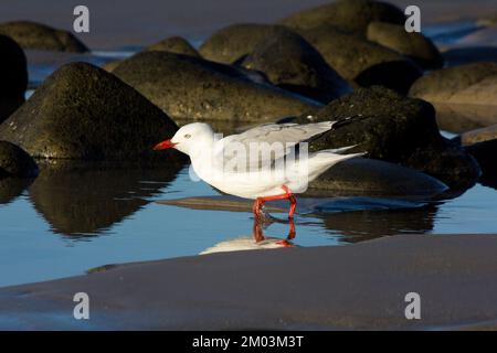 Silver GullLarus novaehollandiae Elliott Heads Australia. Foto Stock