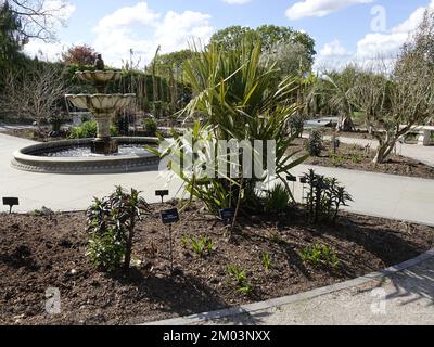 Palma cinese mulino a vento, giardino esotico a RHS Wisley surrey Inghilterra Foto Stock