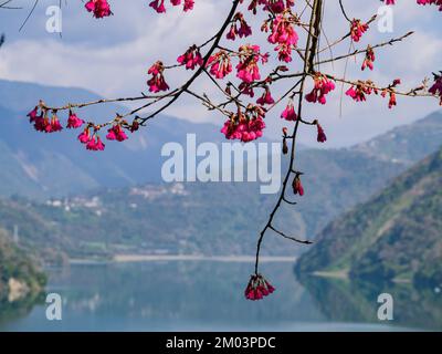 Vista soleggiata del lago artificiale di Wushe a Nantou, Taiwan Foto Stock