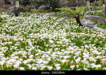 Vista soleggiata della fioritura di Zantedeschia nel Parco Nazionale di Yangmingshan a Taipei, Taiwan Foto Stock