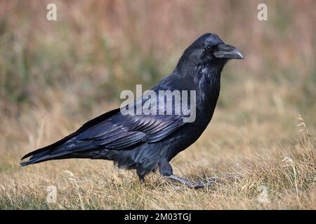 Corvo comune a piedi attraverso l'erba nel Parco Nazionale di Banff, Canada. Corvus corax. Foto Stock