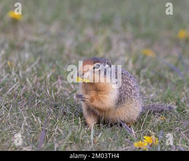 Colombiano terra scoiattolo mangiare, con un boccone di dente di leone fiore, nel Chain Lakes Provincial Park, Alberta, Canada. (Urocitellus columbianus) Foto Stock