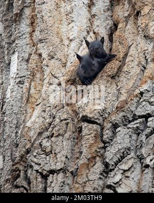 Scoiattoli grigio orientale del bambino, teste che sbirciano dal loro buco di nido in un albero di cottonwood. Sciurus carolinensis. Foto Stock