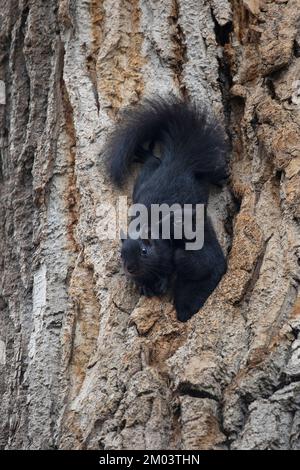 Due scoiattoli grigi orientali del bambino che emergono dal loro buco del nido in un albero di cottonwood. Sciurus carolinensis, forma melanistica Foto Stock