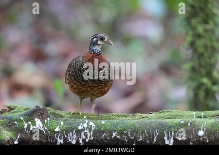 Pernice di castagno (Tropicoperdix charltonii) a Sabah, Borneo, Malesia Foto Stock