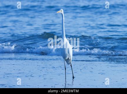 Una buretta bianca in piedi sulla spiaggia. uccelli acquatici. Foto Stock