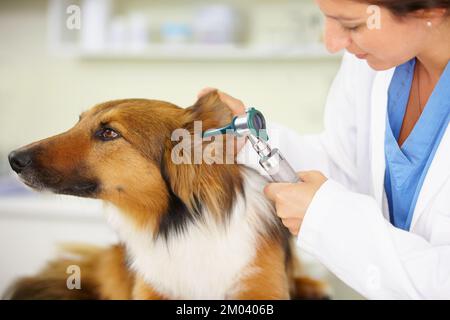 In per un check-up. un veterinario che esamina un orecchio di cani. Foto Stock